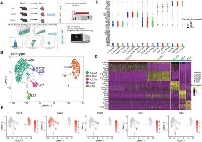 Single-cell landscape dissecting the transcription and heterogeneity of innate lymphoid cells in ischemic heart